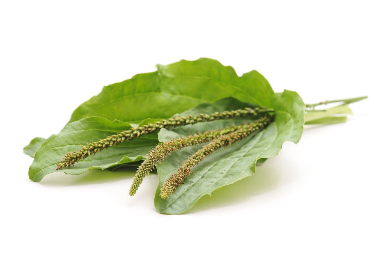 Плод подорожника ланцетолистного