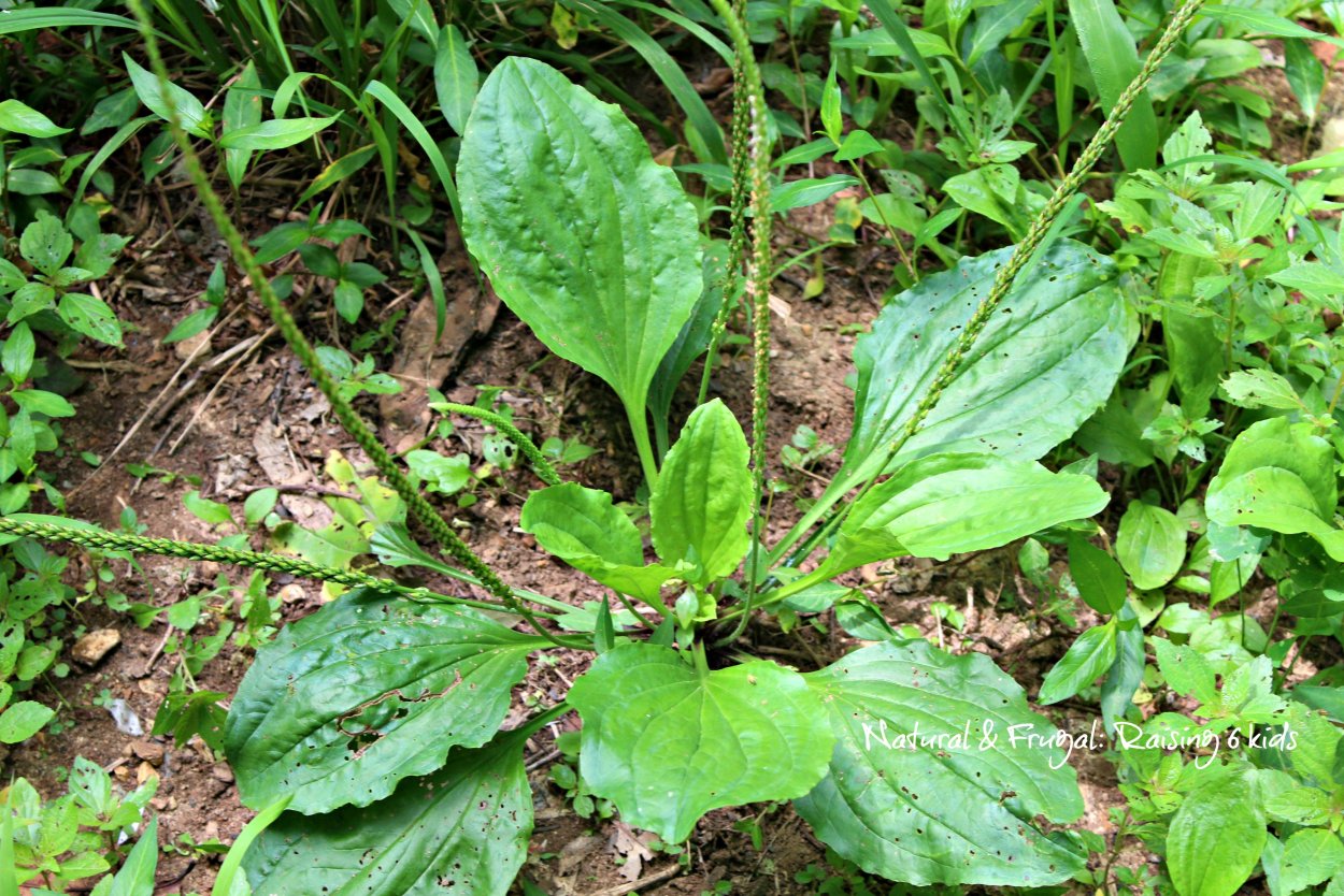 Подорожник листок