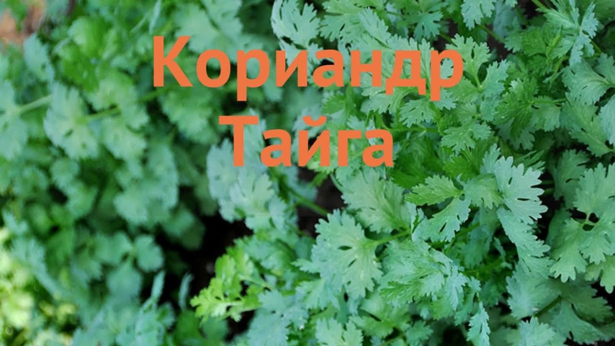 Кориандр или кинза