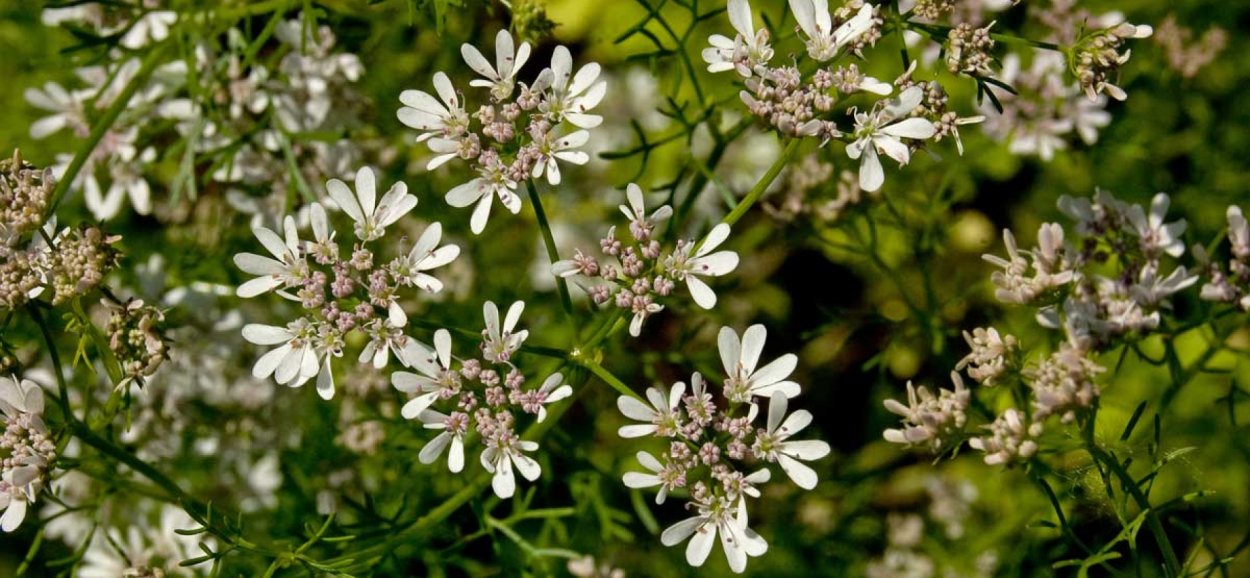 Кинза многолетнее растение