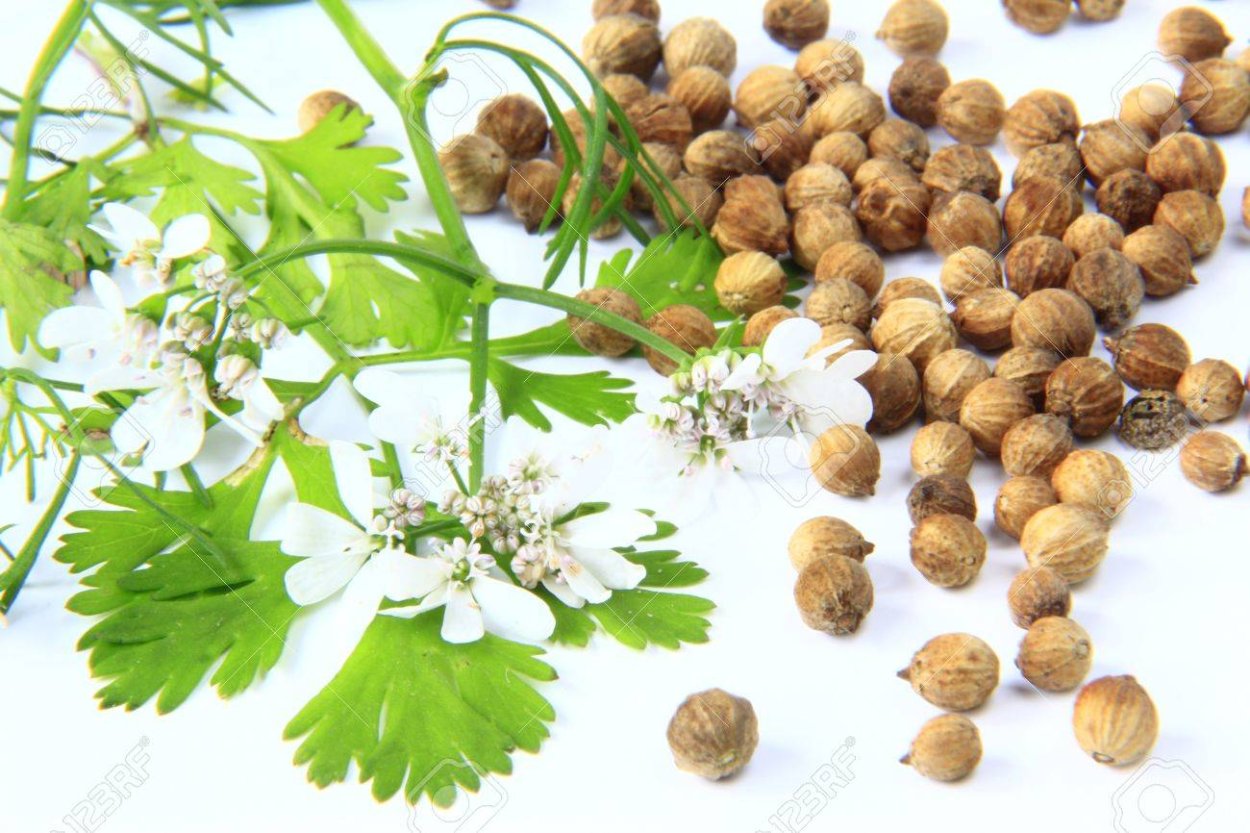 Кориандр фото в баночке