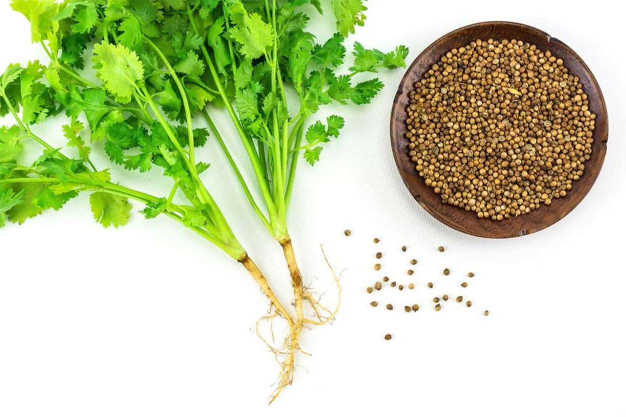 Кориандр Санто 0,5г ц/п премиум Сидс