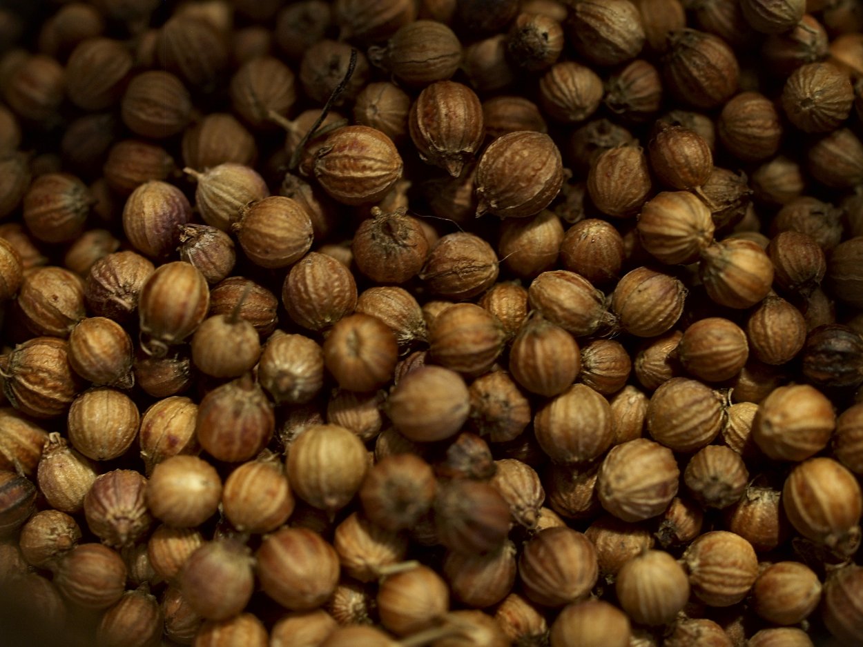 Зелень кинза (кориандр)