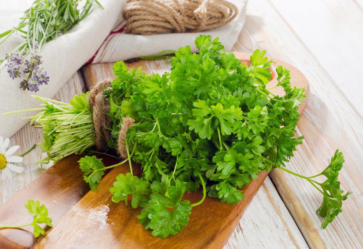 Петрушка (Petroselinum crispum)