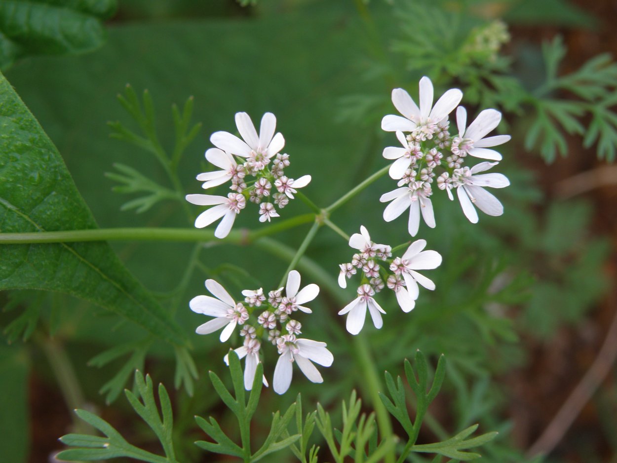 Семена и листья кориандра
