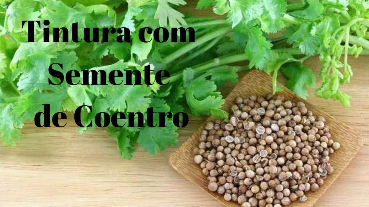 Кориандр растение