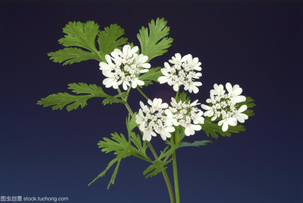 Кинза в горшочке