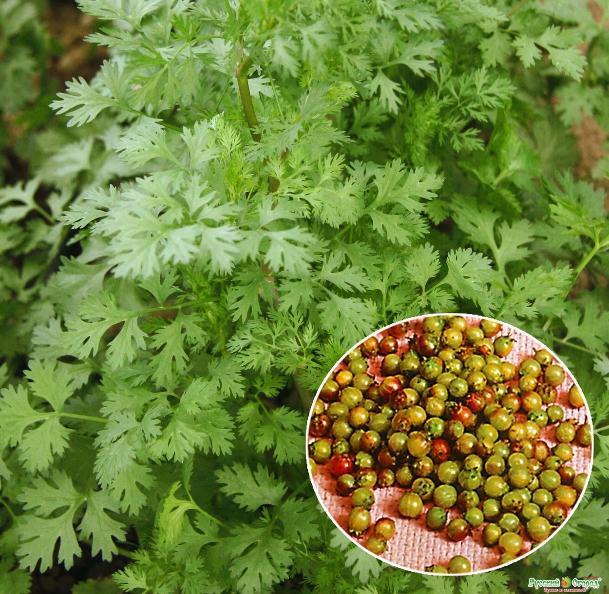 Кориандр (кинза)