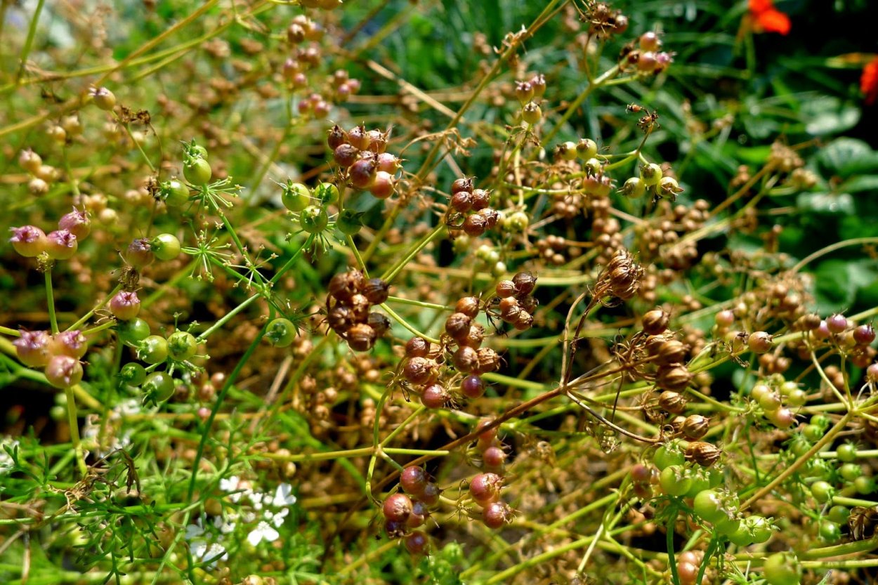 Кинза цветет