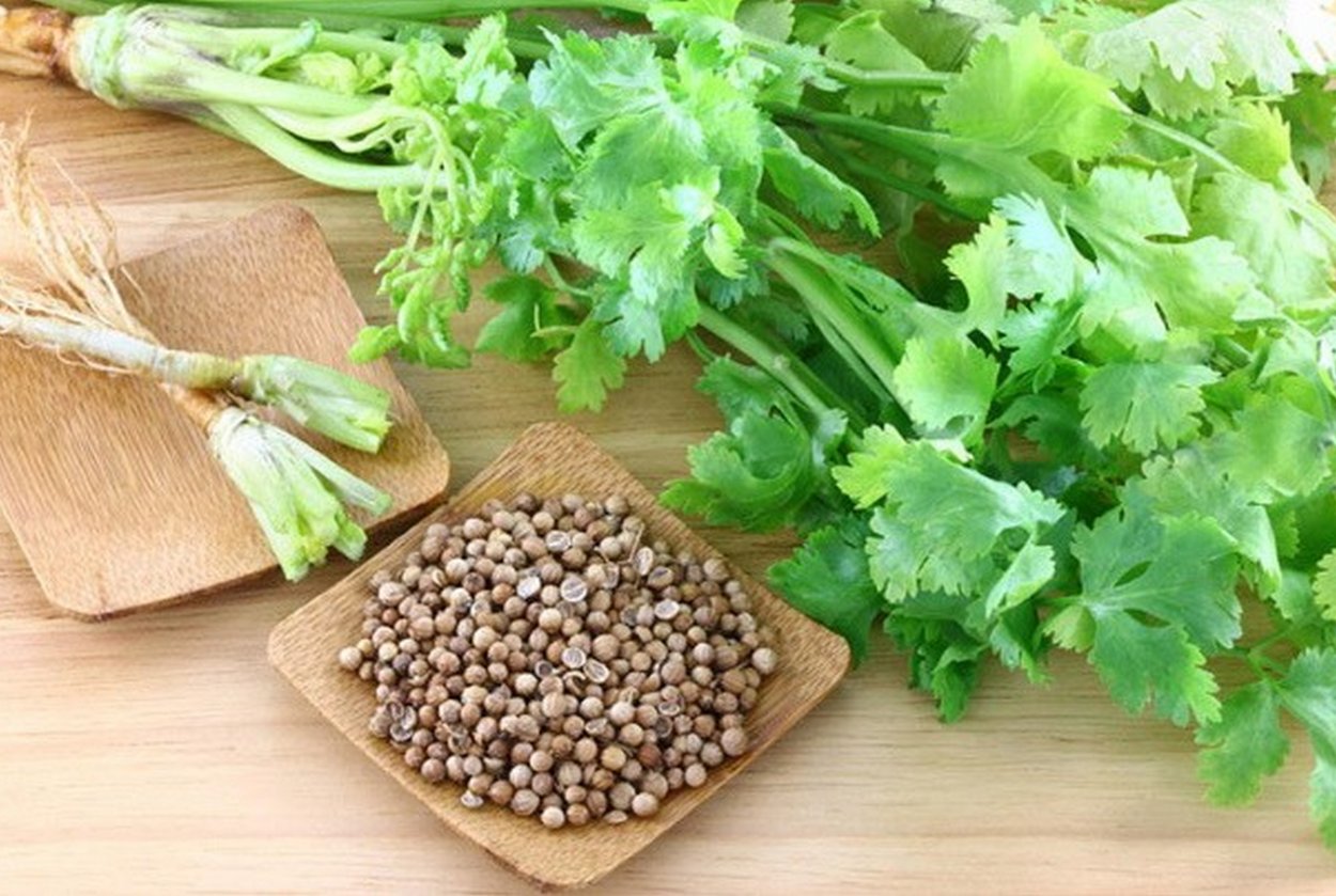 Кинза (кориандр) приправа