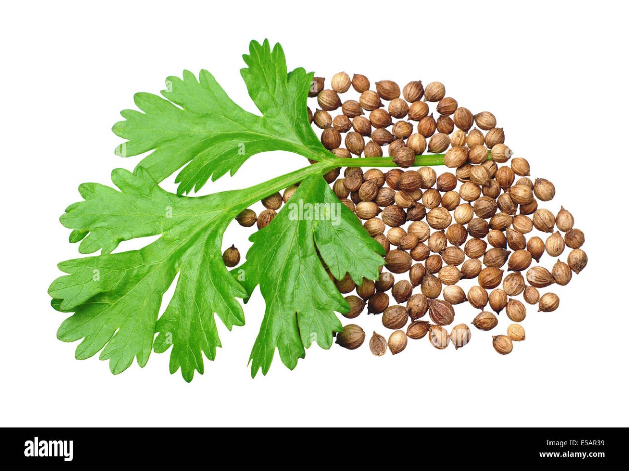 Кориандр посевной растения