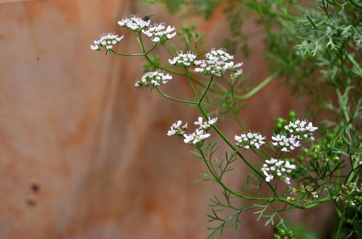 Кориандр (кинза)