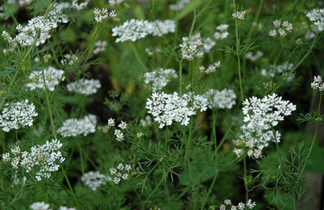 Кориандр (кинза) янтарь