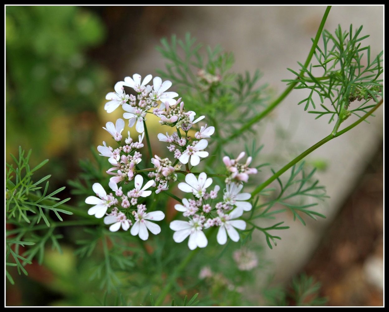 Кориандр куст цветение