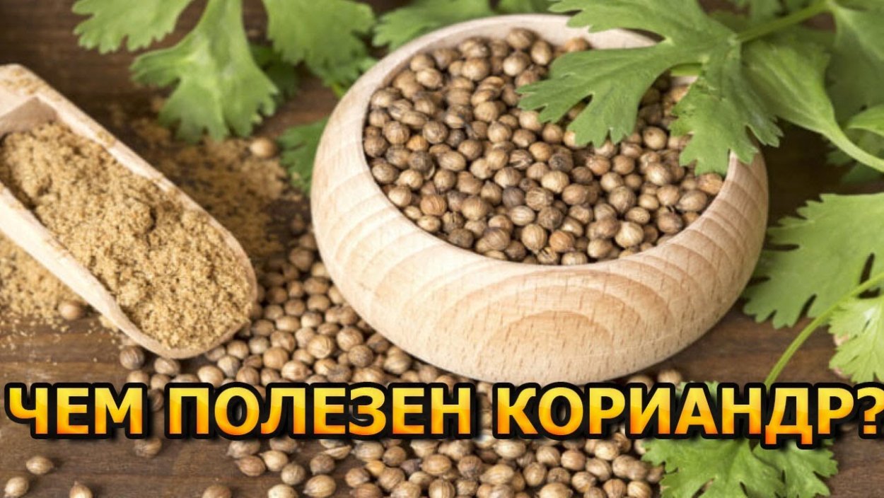 Кориандр посевной (Coriandrum sativum)