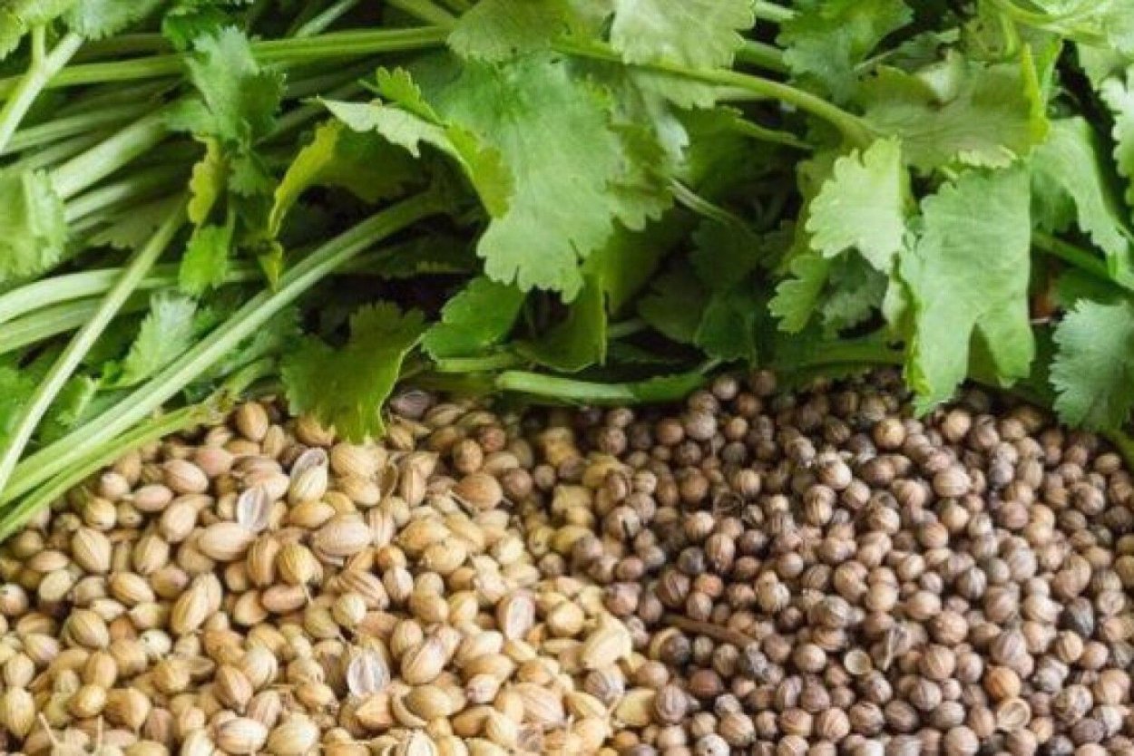 Кориандр Петруша огородник