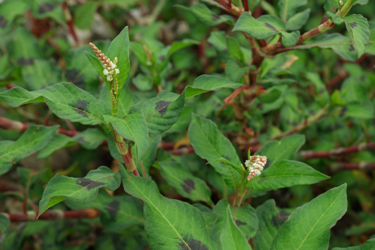 Горец шероховатый (Polygonum scabrum),