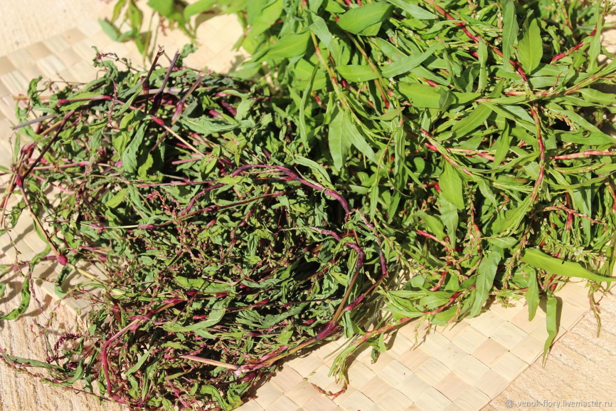 Трава Водный перец фото