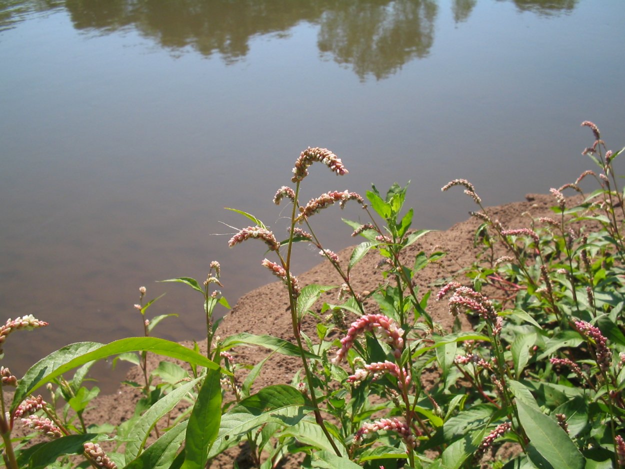 Горец перечный для волос