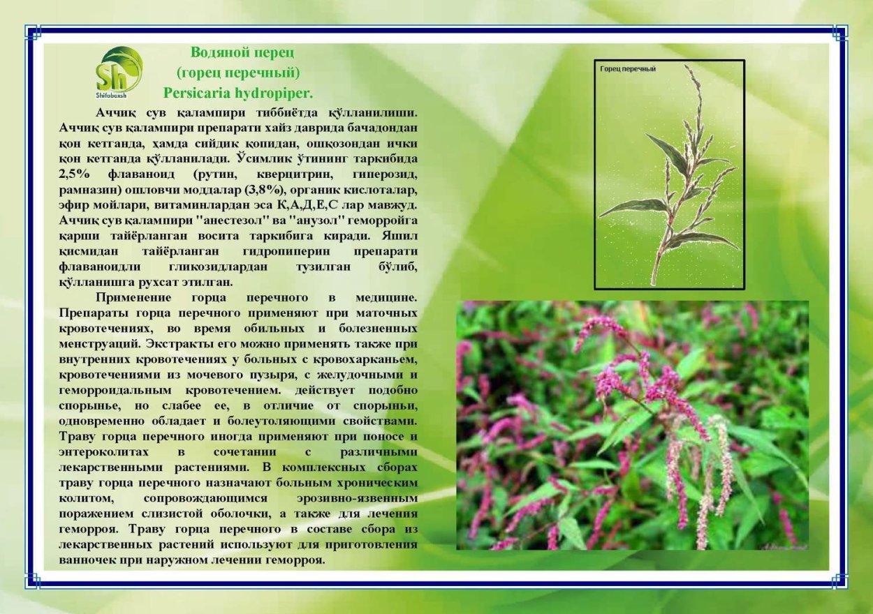 Горец перечный жилкование