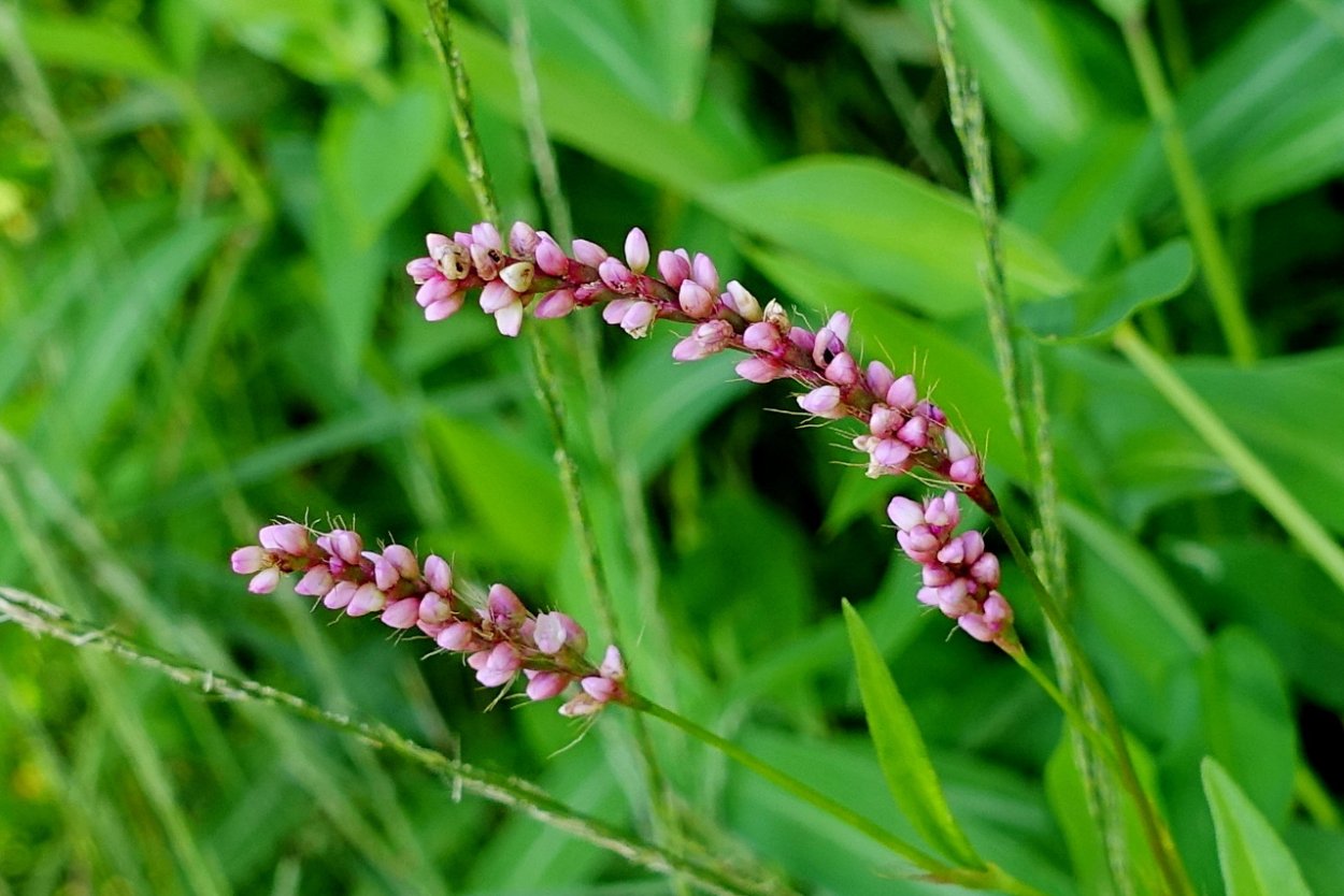 Polygonum Persicaria