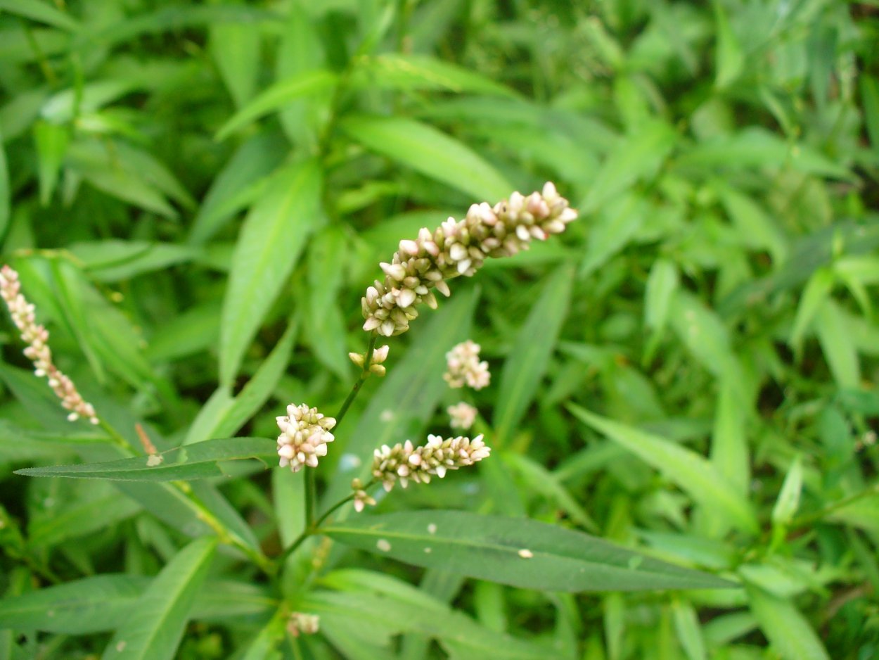 Сорняк Горец почечуйный