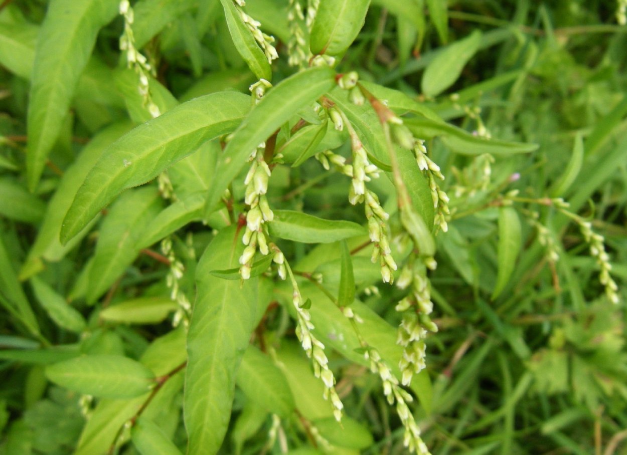 Трава горца перечного (водяного перца) - herba polygoni Hydropiperis