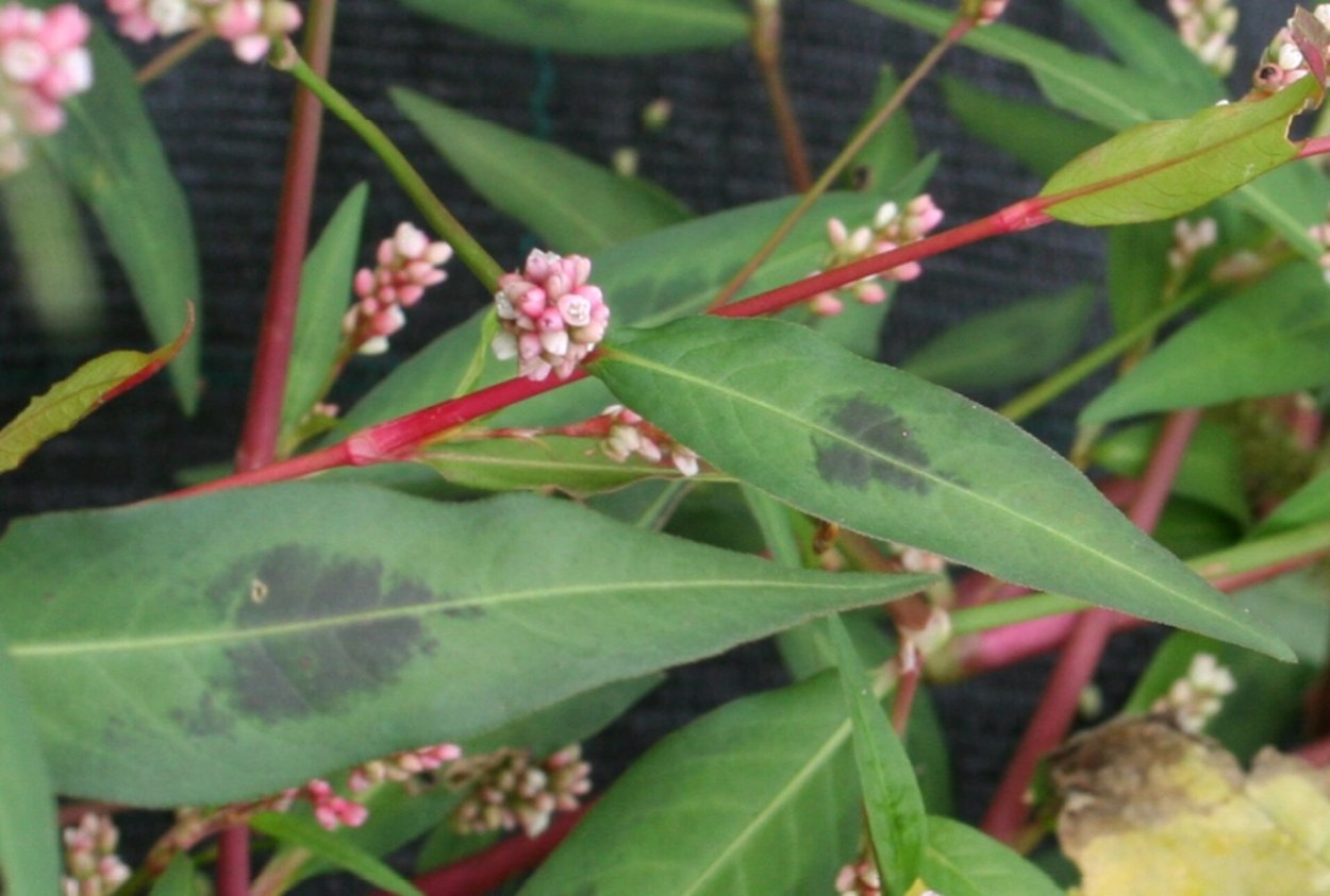 Горец почечуйный Persicaria maculosa