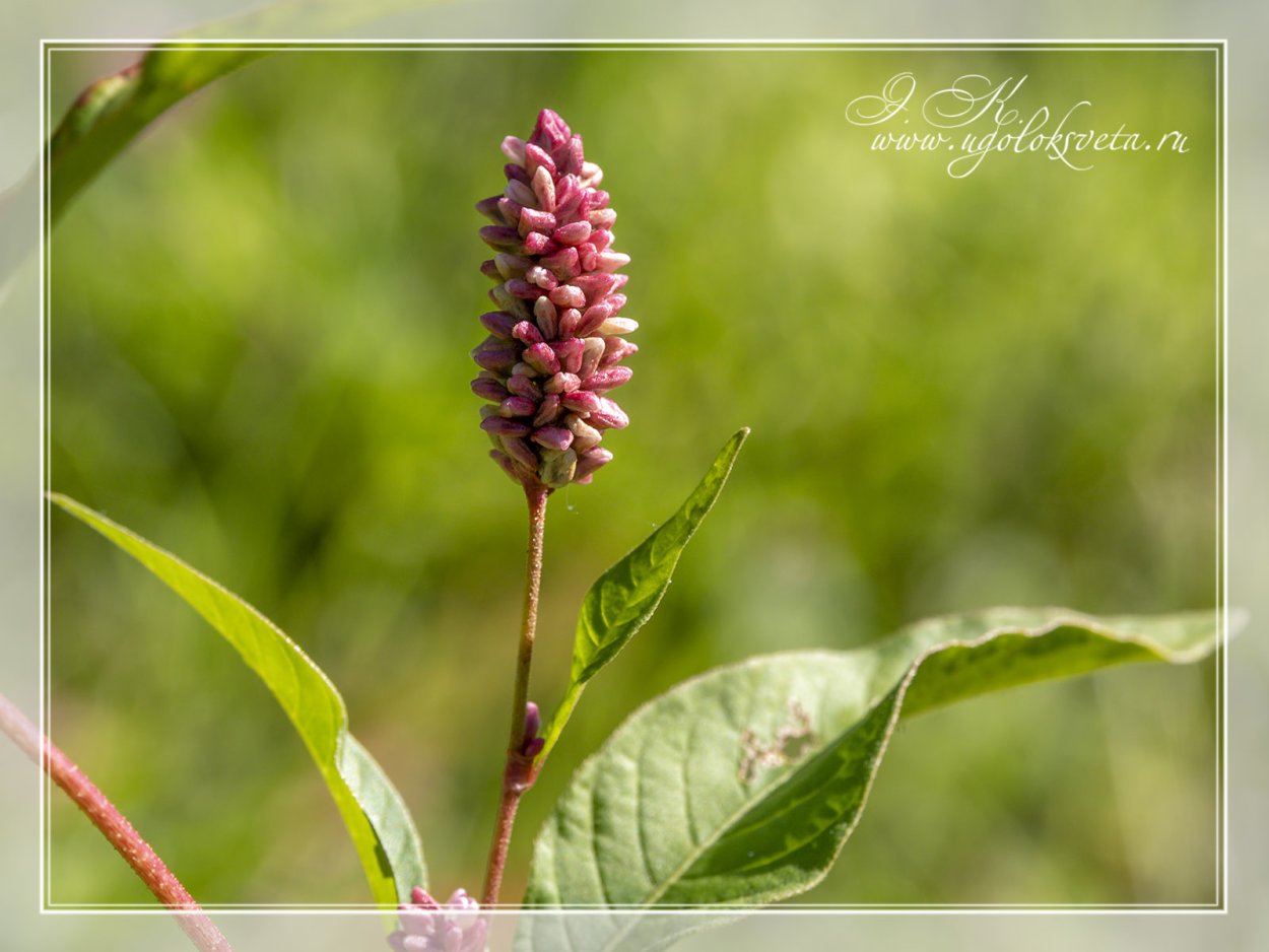 Горец почечуйный