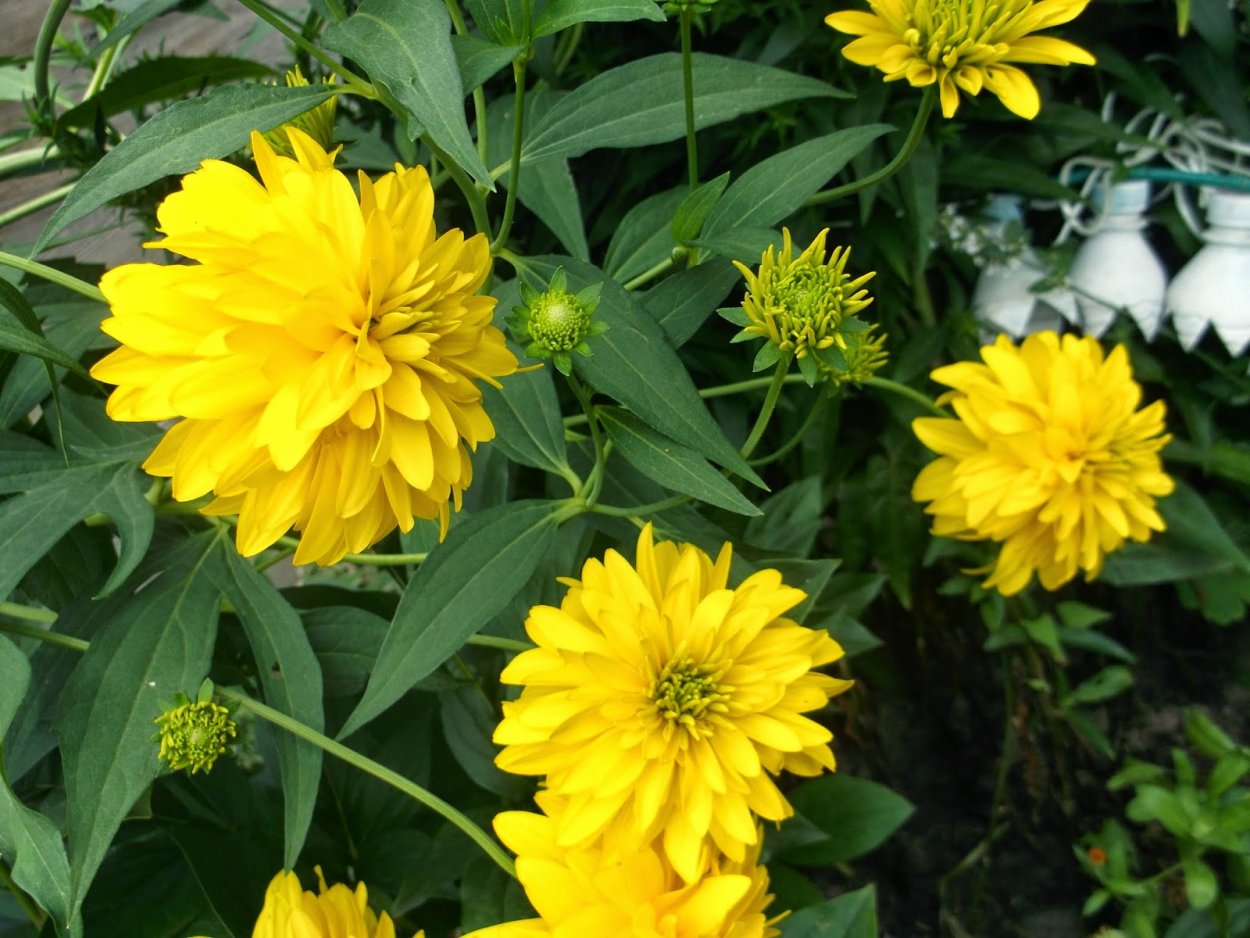 Рудбекия золотой шар