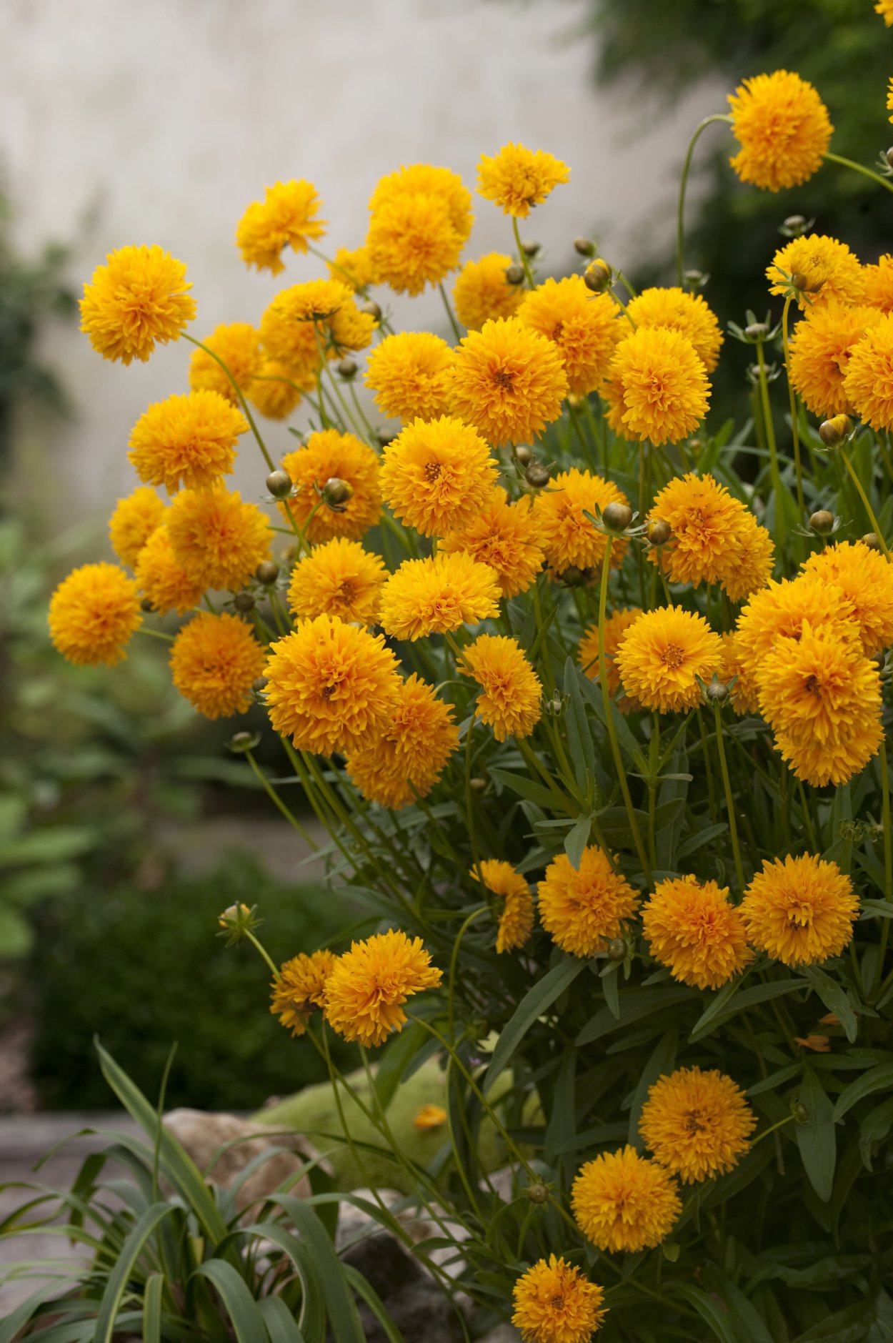 Цветы кореопсис золотой шар