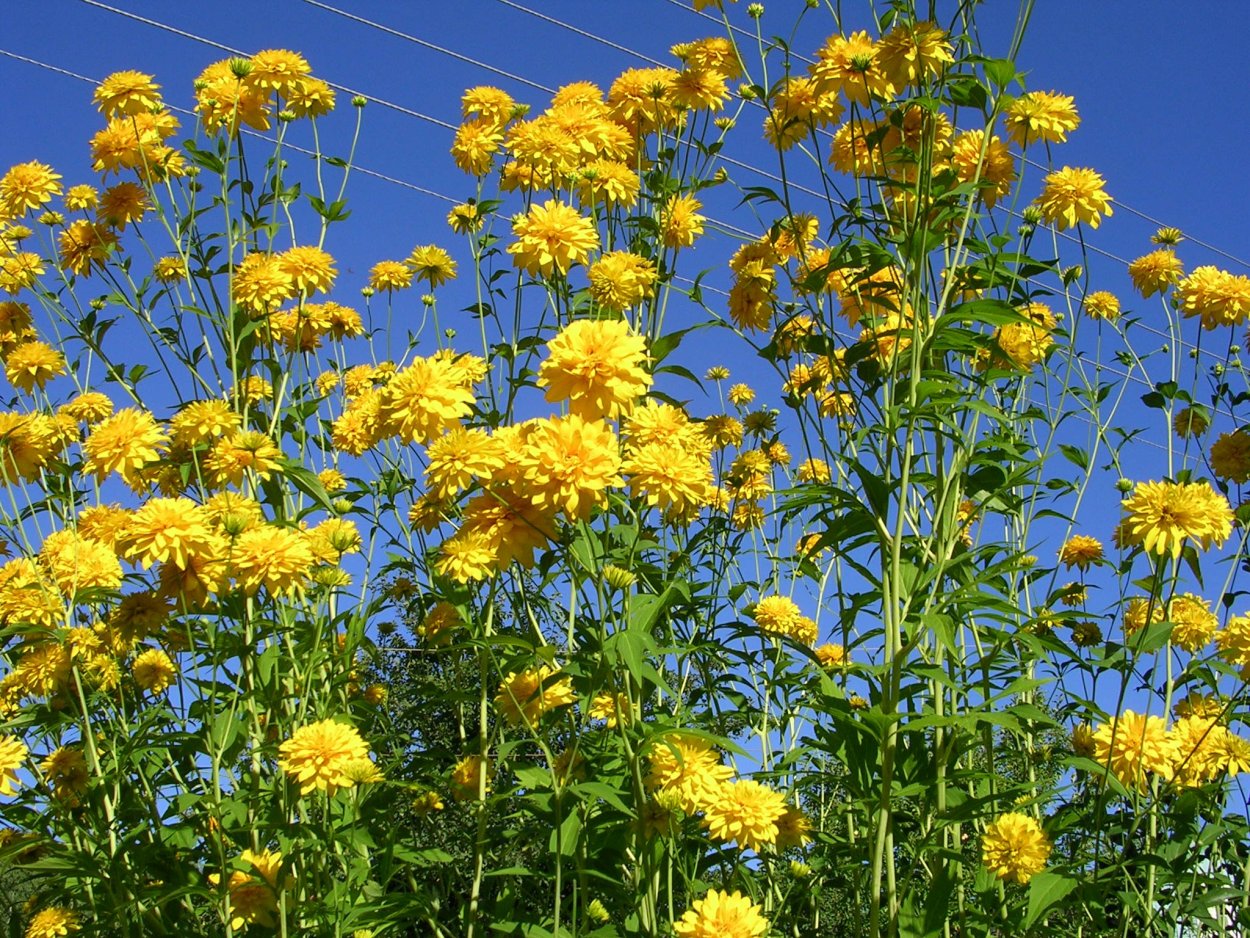 Кореопсис золотой шар