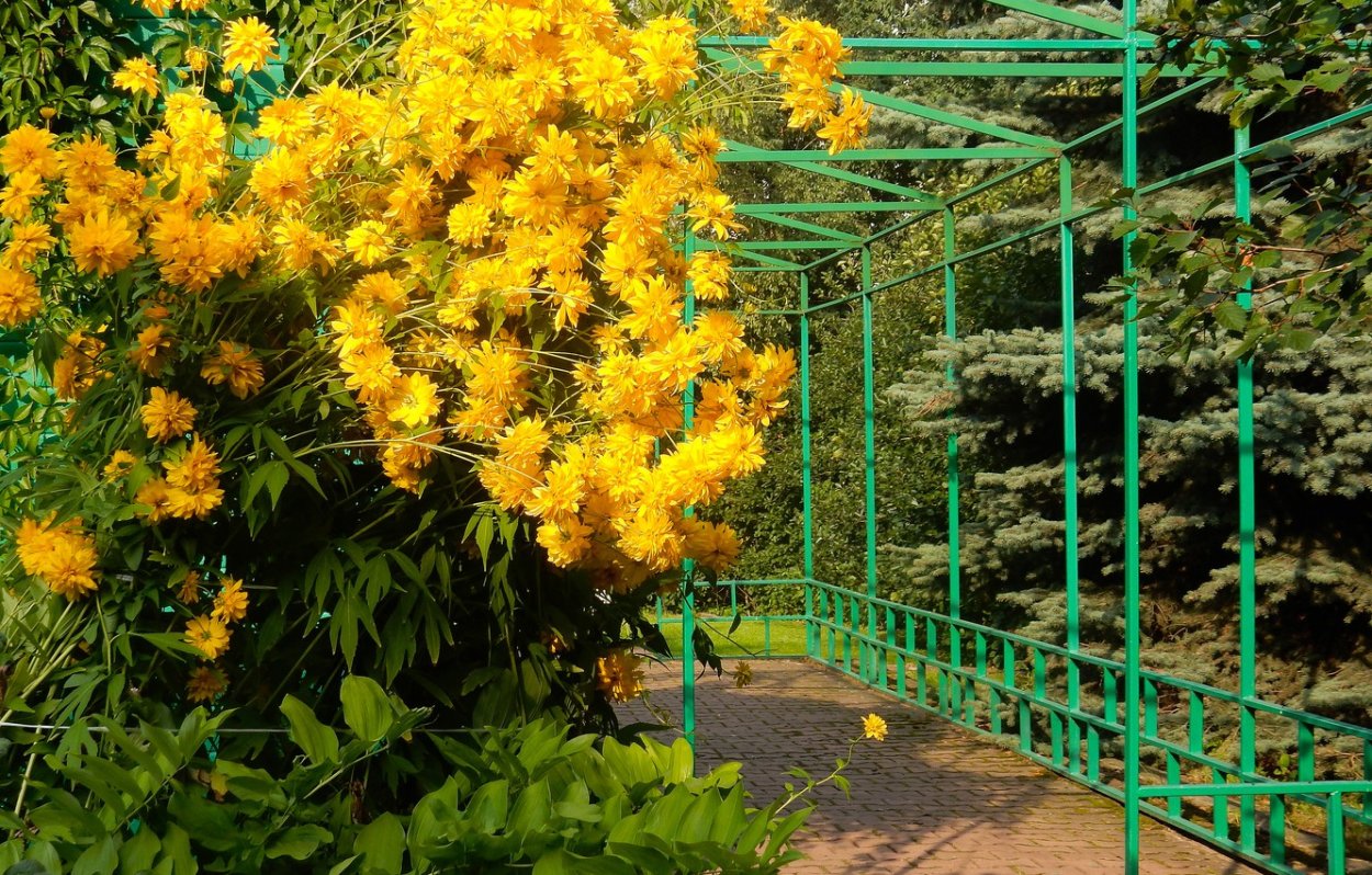 Рудбекия золотой шар в клумбе