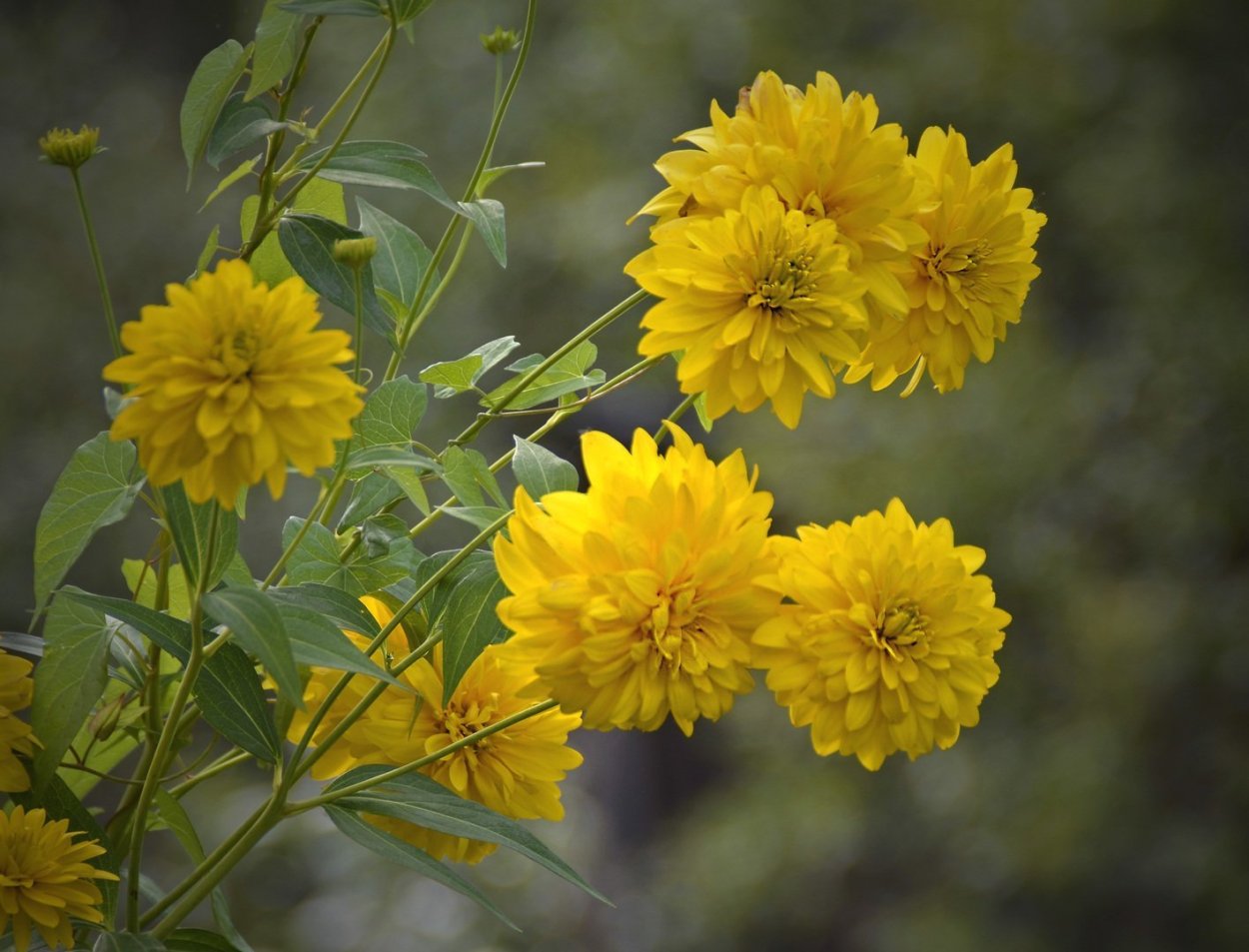Рудбекия рассеченная золотые шары