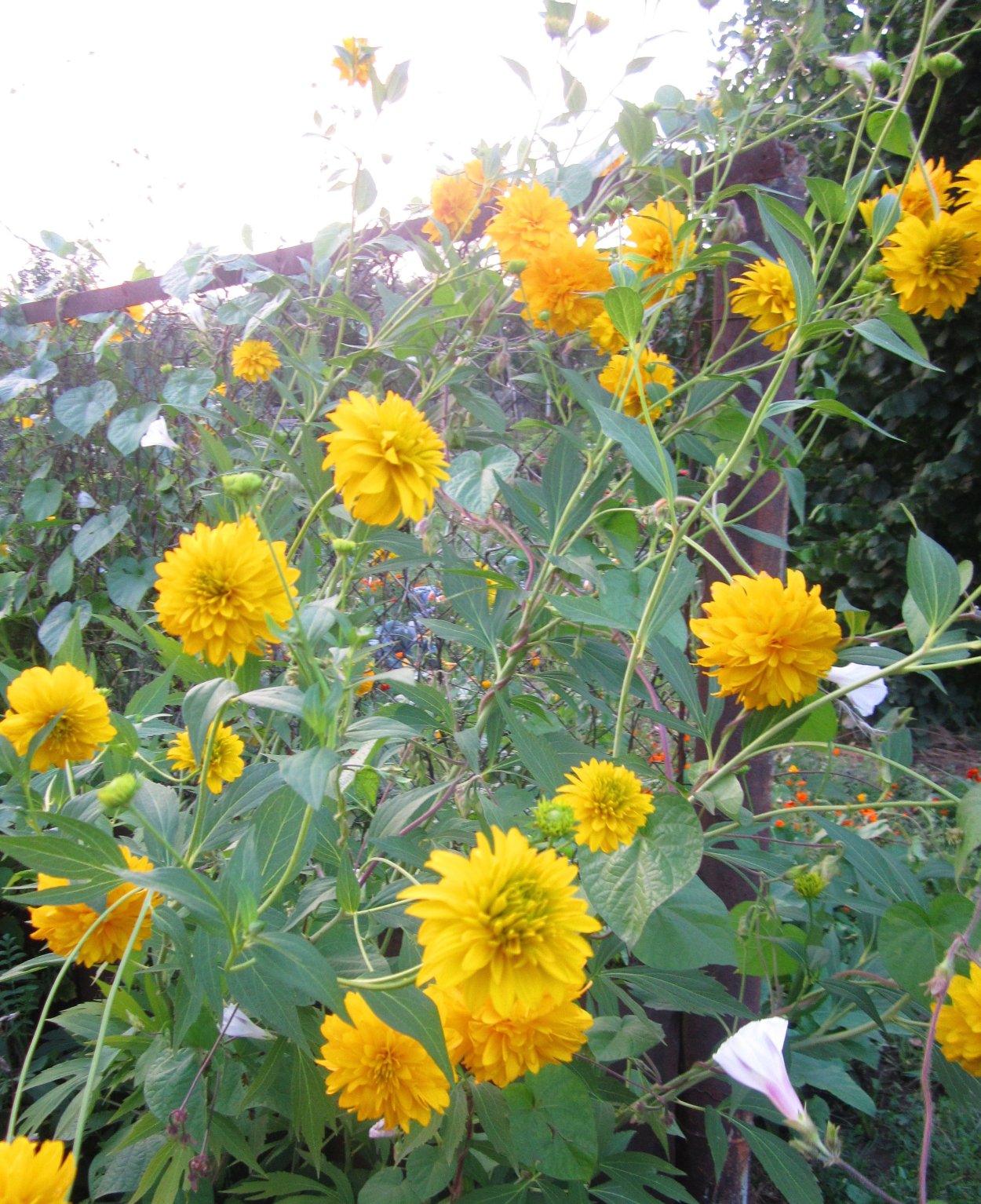 Рудбекия рассеченная золотые шары