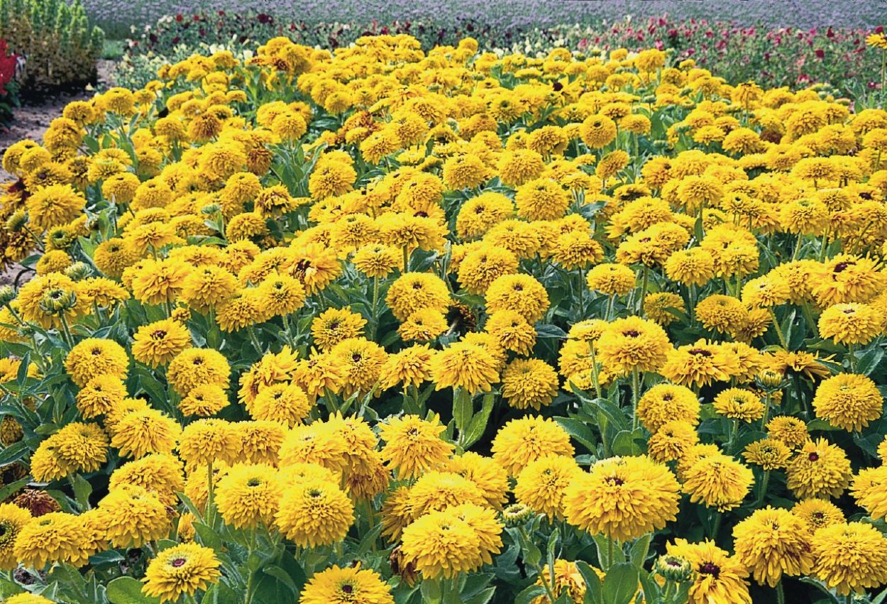 Золотой шар рудбекия в ландшафте