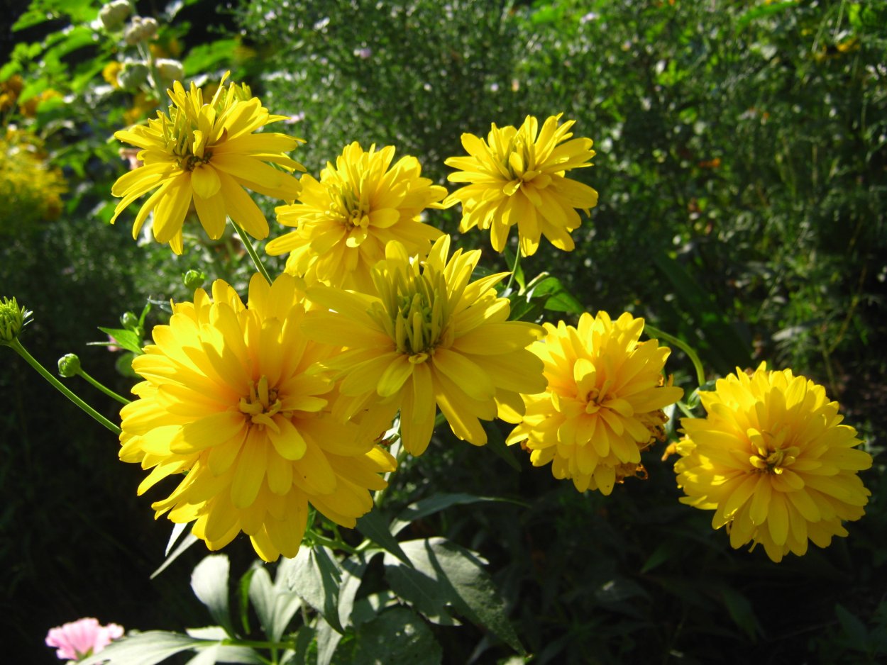 Рудбекия рассеченная золотой шар