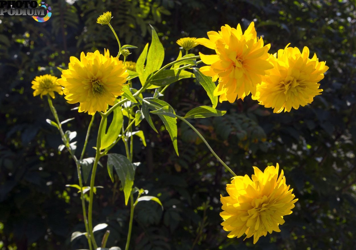 Coreopsis grandiflora Solanna Golden Sphere
