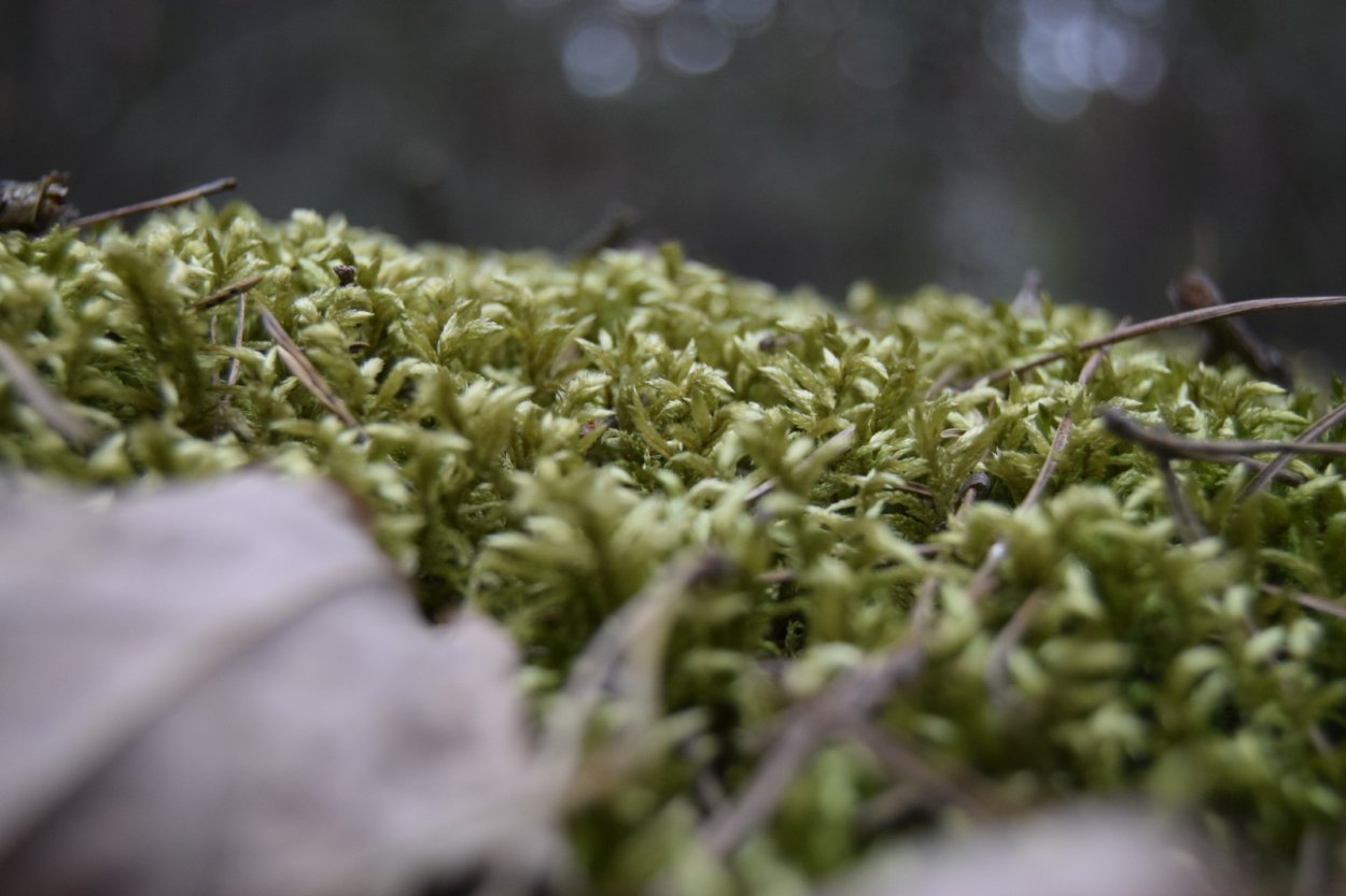 Веретьевские мхи