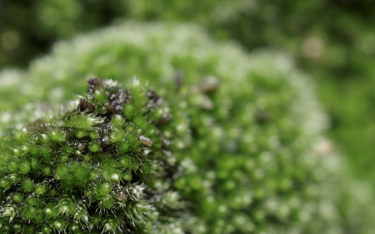 Сфагнум мелкозубчатый
