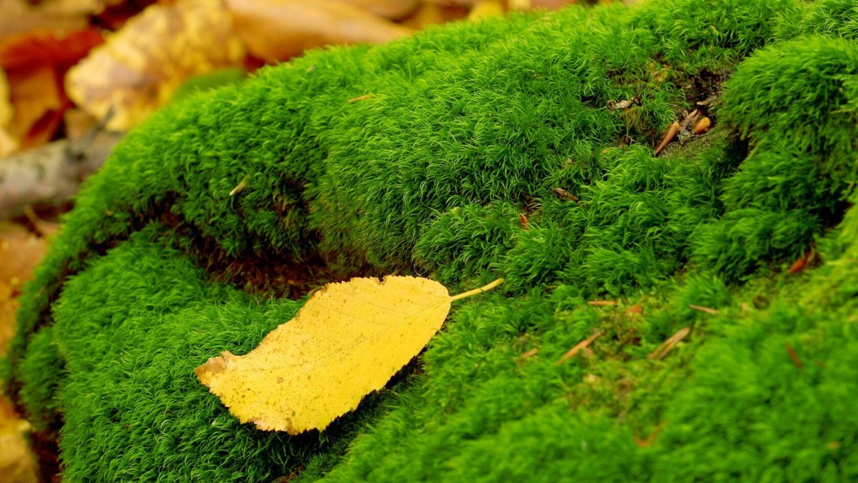 Белый Боровой мох