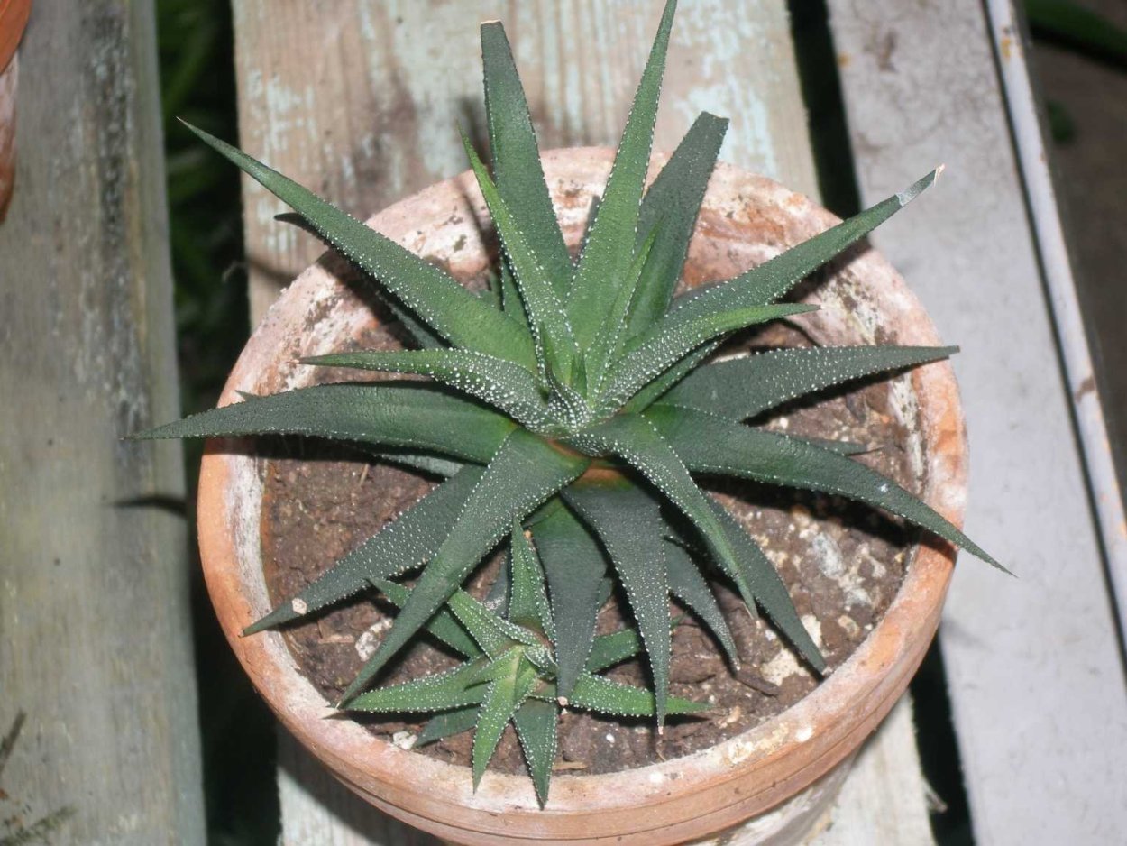 Питомник алоэ Вера Агава Сочи