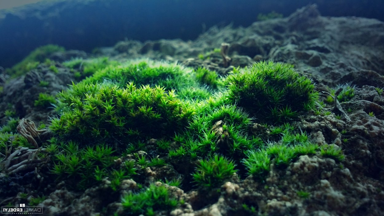 Мох Катаринея