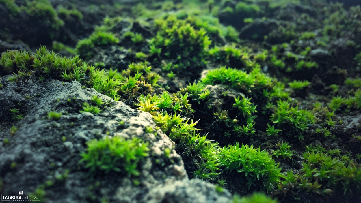 Бридский мох