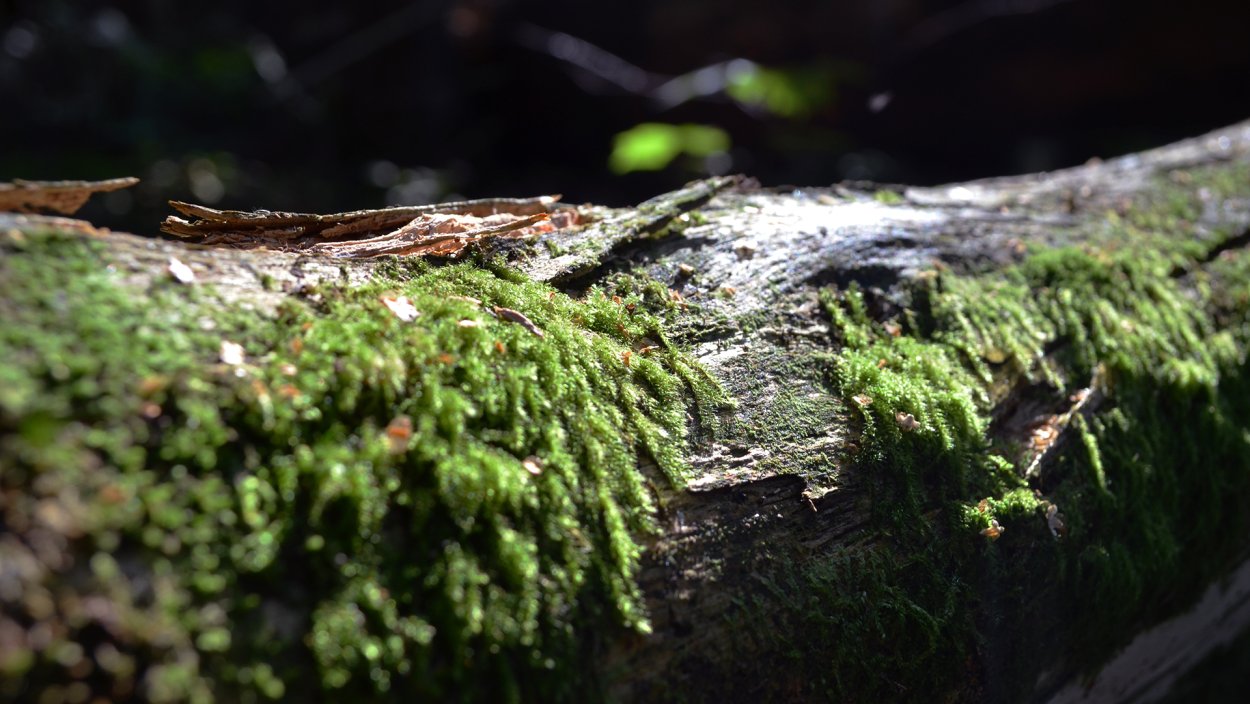 Водоросли чука в природе