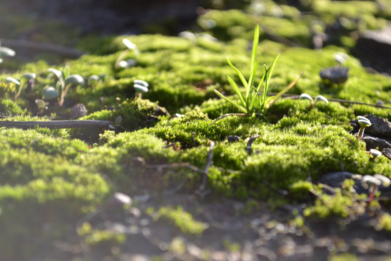 Травяной мох