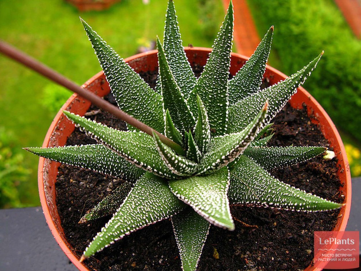 Алоэ Гастерия хавортия