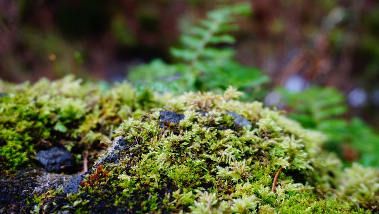 Ягель водоросли