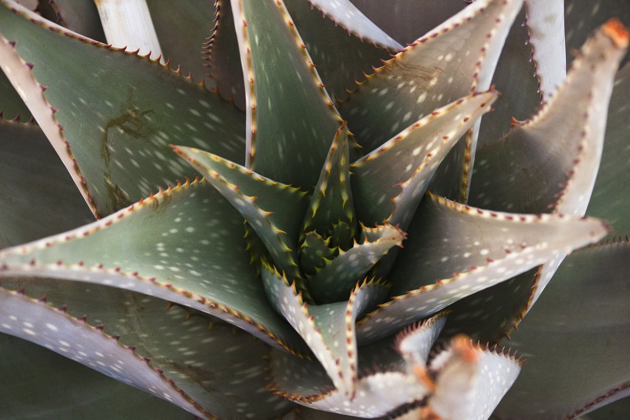 Агава колючая