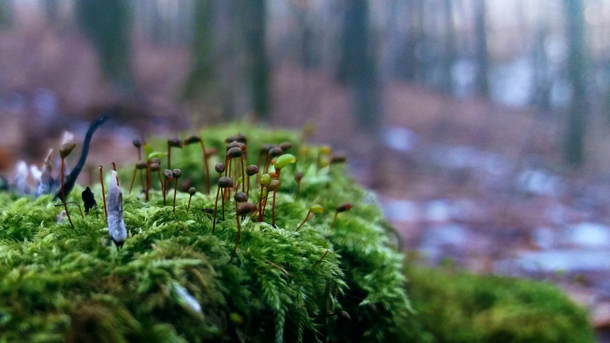 Мох красный Кукушкин лен